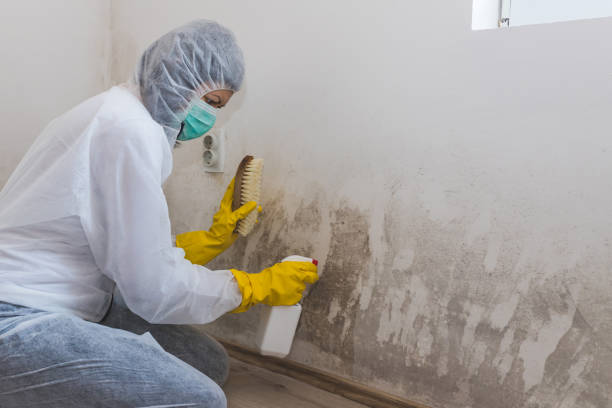 Professional Mold Inspection in Sanatoga, PA